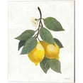 thumbnail image 3 of Great Art Now Lemon Branch by Albena Hristova 2 Piece Canvas Art Set Each 12"W x 15"H, 3 of 3