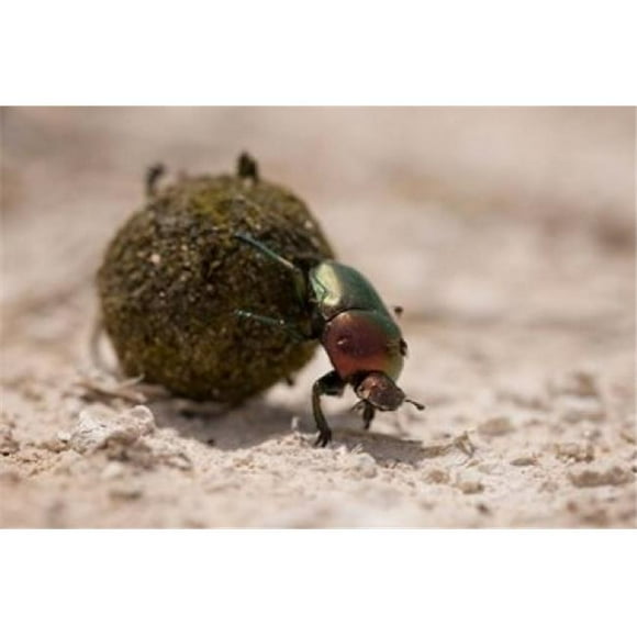 Danita Delimont PDDAF31PSO0122B Namibia Etosha Np Dung Beetle Insect Poster Print by Paul Souders, 24 x 15
