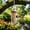 style D-1PCS, variant on 3PCS Wooden Hummingbird House for Outside Hanging,Natural Pine Hummingbirds House for Nature Lovers,Natural Hummingbird Nest with Fiber Ropes,Wild Bird Nest with Perch for Porch,Patio and Garden Yard