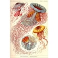 thumbnail image 2 of Art.com Jelly Fish Stretched Canvas Print Wall Art by Ernst Haeckel, 16" x 24", 2 of 4