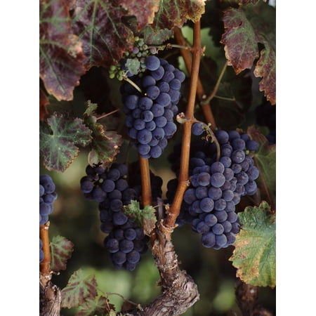 - Cabernet Sauvignon Grapes in Vineyard, Wine Country, California, USA Print Wall Art