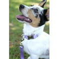 thumbnail image 2 of Country Brook Petz® Premium Nylon Dog Collar and Leash - Lavender, Large, 2 of 7