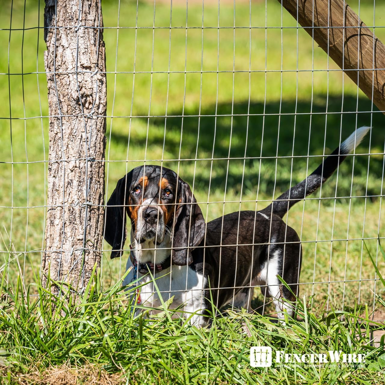 Fencer Wire Welded Wire Fence 12.5 Gauge, Galvanized Welded Fence Wire Roll, Mesh Size 2-Inch x 4-Inch, Hog Wire Fencing Cage, Multiple Use for Home Improvement & Animals Enclosure (4ft. x 100ft.)