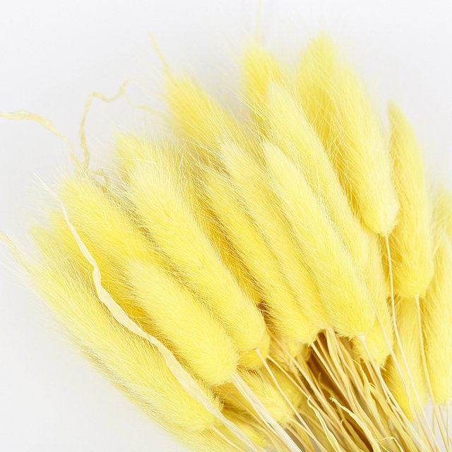 CAROOTU 50 Pcs Dried Flower Grass Decoration Photography Props for Home Store Wedding