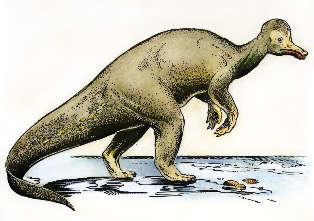 corythosaurus fossil