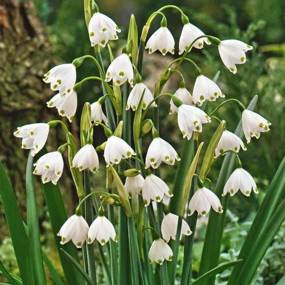TASC Flower Bulbs- Leucojum Aestivum (15 Bulbes)