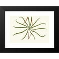 thumbnail image 2 of Edward Joseph Lowe 18x13 Black Modern Framed Museum Art Print Titled - Aralia Veitchii (1867-1870), 2 of 5