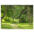thumbnail image 2 of Chemin Forestier Vert au Début de l'Été - Photographie de Paysage, 2 of 3