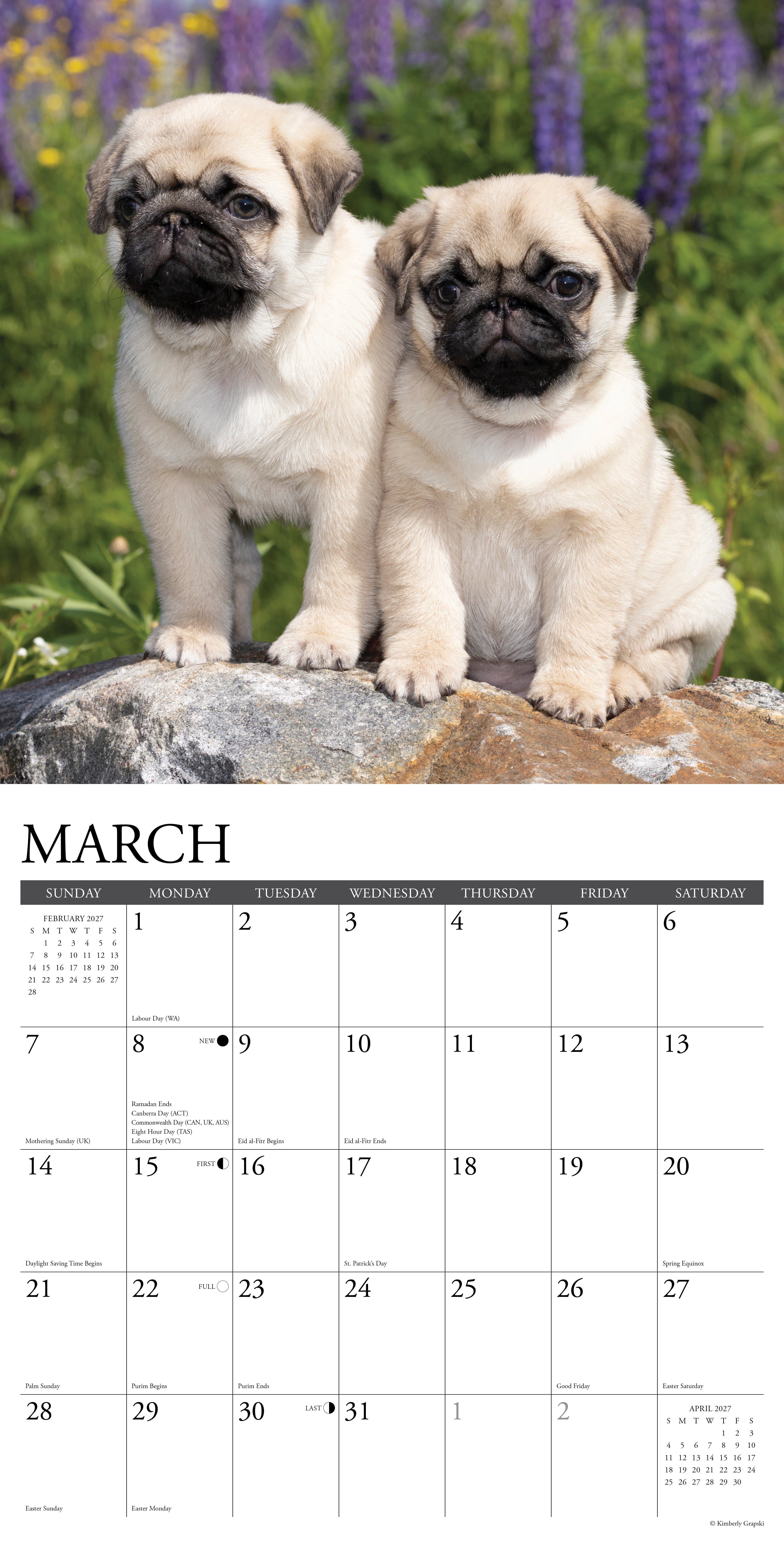 Willow Creek Press, Pug Puppies 2027 Wall Calendar