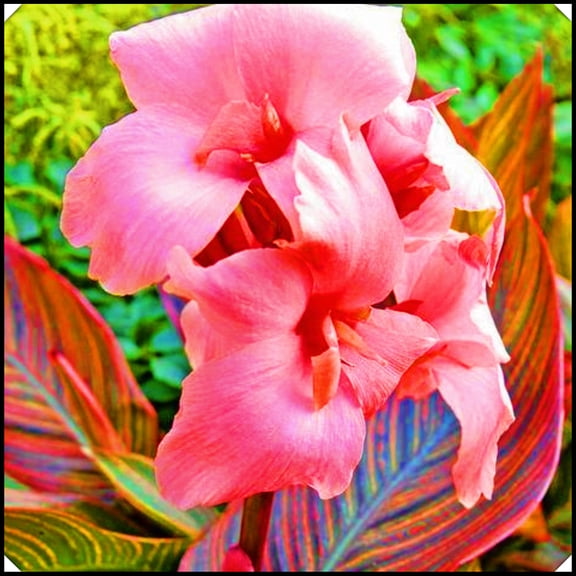 Canna, Low Maintenance - Easy Grow - Ideal for Beds Borders, Plant Pots & Planters