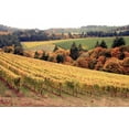 thumbnail image 2 of Maureen Love 32x23 Gallery Wrapped Canvas Wall Art Titled - Fall in Wine Country I, 2 of 4