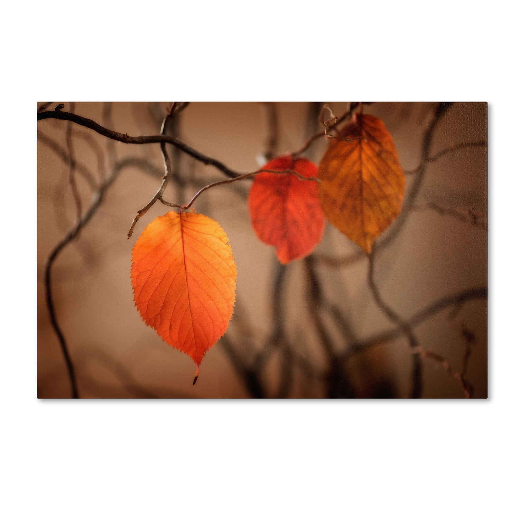 Trademark Fine Art "Leaves after Leaves" Canvas Art by Philippe Sainte-Laudy