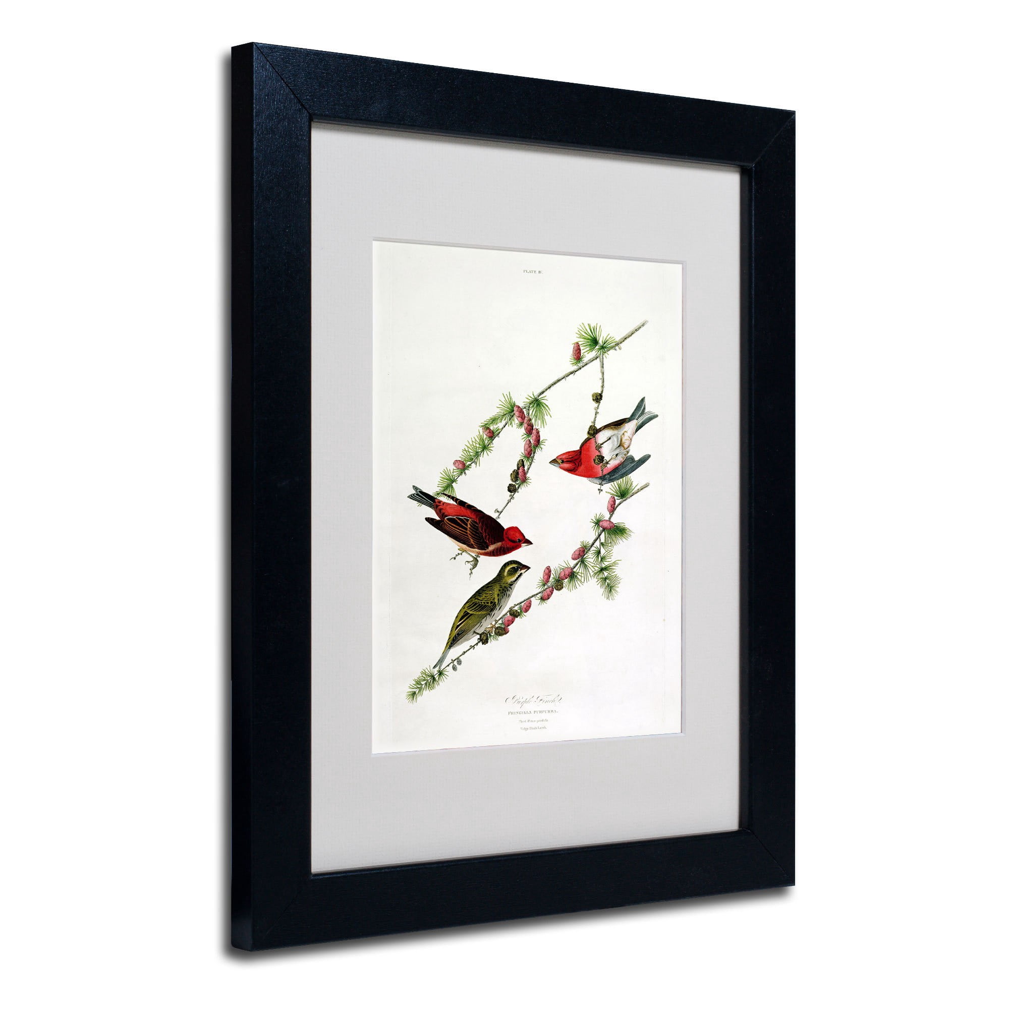 Trademark Fine Art "Purple Finch" Canvas Art by John James Audubon, Wood Frame