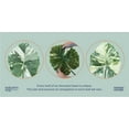 thumbnail image 4 of Alocasia Dawn Variegated - Rare Plant Collection - Live Plant (25-30 in. Tall) in Growers Pot, 4 of 5