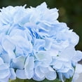 thumbnail image 3 of Enova Home Artificial Silk Hydrangea Flowers Arrangement in Cube Glass Vase With Faux Water For Home Office Decoration (Azure), 3 of 4