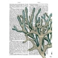 thumbnail image 2 of Fab Funky 20x24 Black Ornate Wood Framed with Double Matting Museum Art Print Titled - Blue Corals and Sea Urchins III, 2 of 4
