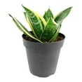 thumbnail image 1 of Ocean Star Sansevieria Hahnii - 4 inch + Plastic Pot, 1 of 2