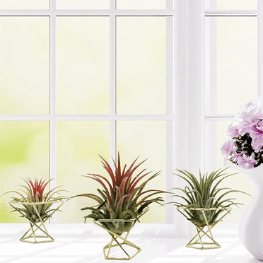 9 Pcs Geometric Air Plant Holder Airplants Rack Metal Plants Stand Planter Shelves Himmeli Decor Tillandsia Containers