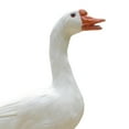 thumbnail image 2 of DOLITY Unique Feathered Statue Standing Artificial Animals Sculpture Handcrafted White, 2 of 3