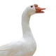 thumbnail image 2 of Figura de animal con plumas en miniatura, escultura hecha a mano, independiente. Blanco, 2 of 3