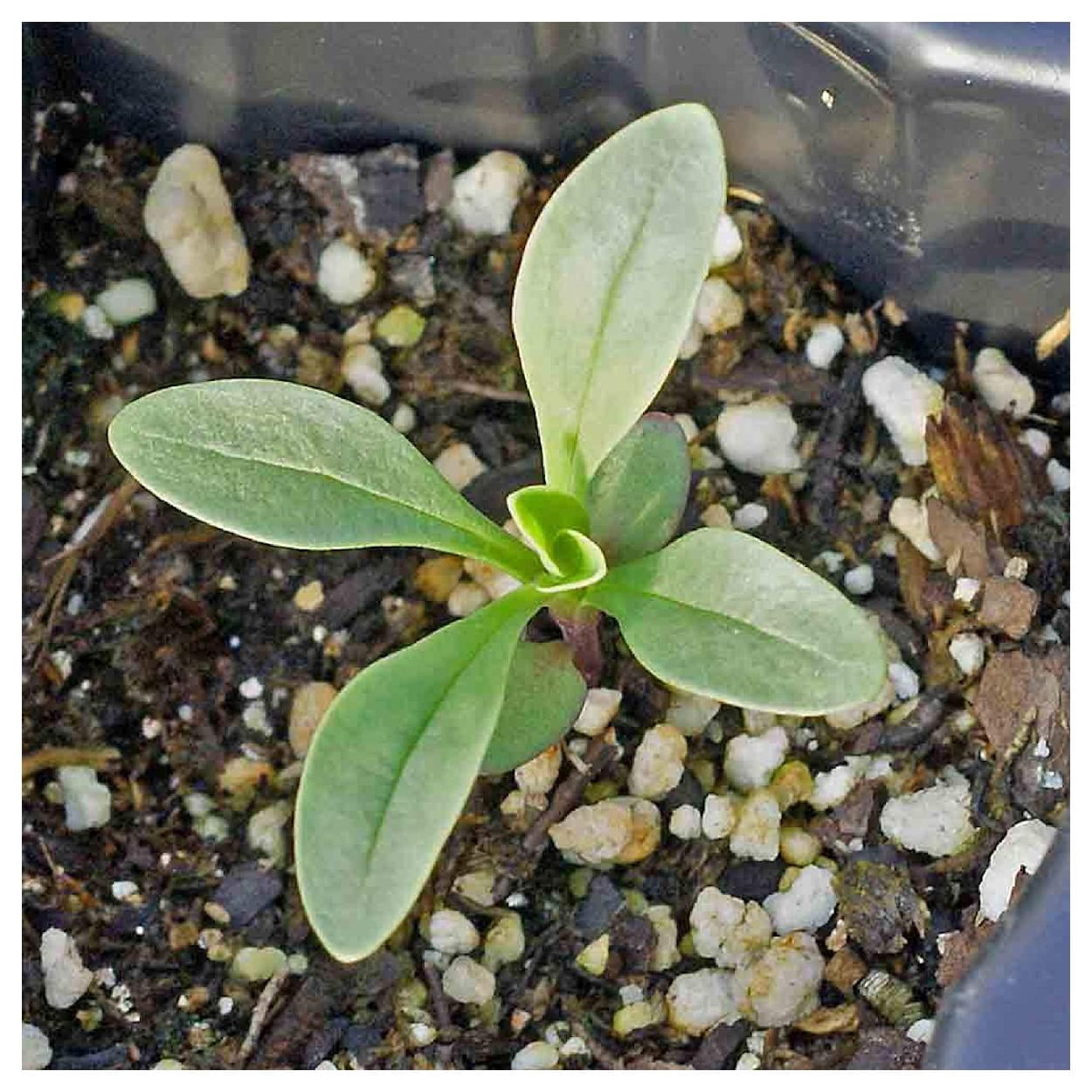 Everwilde Farms - 1 lb Rocky Mountain Penstemon Native Wildflower Seeds - Gold Vault Bulk Seed Packet