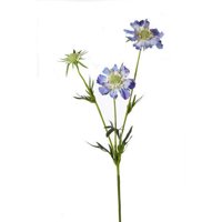 Teters Floral Scabiosa Say X 3 28.5"