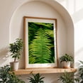 thumbnail image 5 of Ferns 02 - Manhattan New York Photography Botanical Nature Floral Forest Tropical Scenic Unframed Wall Art Print 8 x 12 inches, 5 of 60