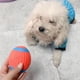 thumbnail image 4 of Pelota pequeña masticable de rugby, suave, chirriante, interactiva para cachorros, gatitos, suministros para mascotas, 4 of 8