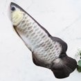 thumbnail image 2 of 1pcs Fish Plush Toy, 2 of 2