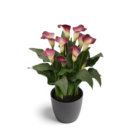 Better Homes & Gardens 1.5G Purple Calla Lily Live Plant Decorative Pot Sun