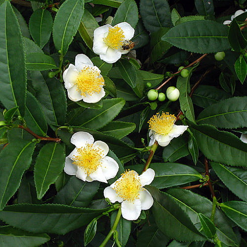 Green Tea - Camellia sinensis Brew Your Own Tea - 4" Pot - House Plant - Walmart.com
