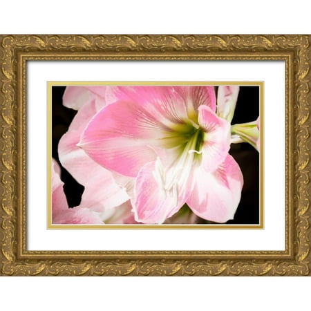 Coppel, Anna 18x13 Gold Ornate Wood Framed with Double Matting Museum Art Print Titled - Soft Petals