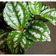 thumbnail image 2 of Hirt's Aluminum Plant - Pilea cadierei - Showy House Plant - 2.5" Pot, 2 of 2