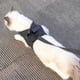 thumbnail image 3 of Cat Harness and Leash Set for Walking Lightweight Escape Proof Kitten Vest Harness Soft Fit for Cat Puppy Rabbits(S, Grey), 3 of 5