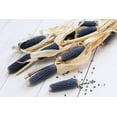 thumbnail image 1 of 50 BLUE POPCORN Blue Kernels Pop White Corn Zea Mays Vegetable Seeds, 1 of 6