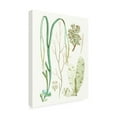 thumbnail image 2 of Vision Studio 'Antique Seaweed Composition IV' Canvas Art, 2 of 3