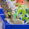 thumbnail image 3 of 20 Pcs Low Stress Training Clips Device Plant Bender Garden Branch Benders, 3 of 8