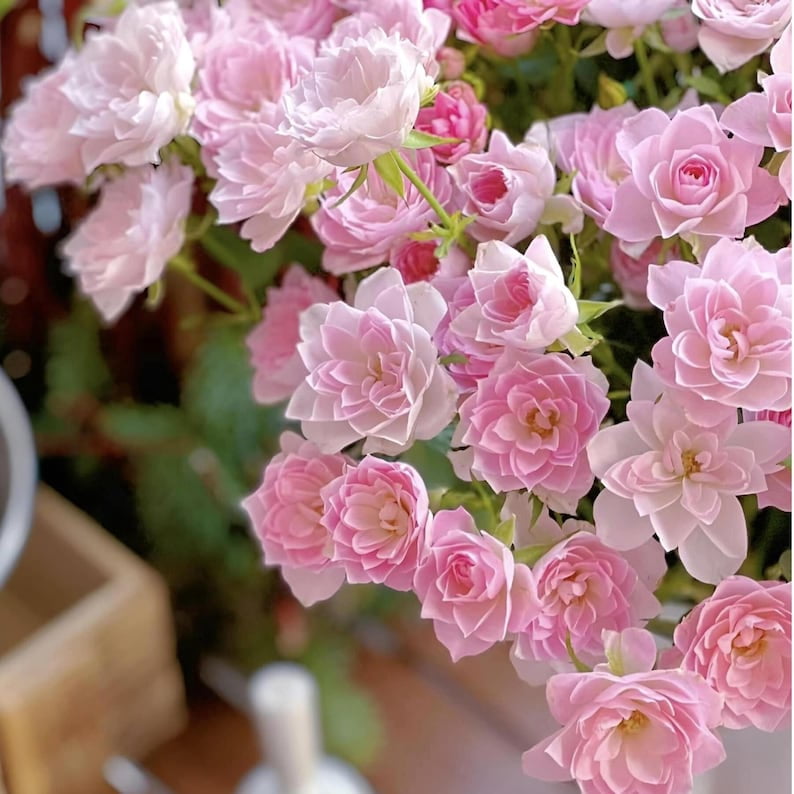 30 Star Rose Seeds, Perennial Flower Mix for Garden Enthusiasts