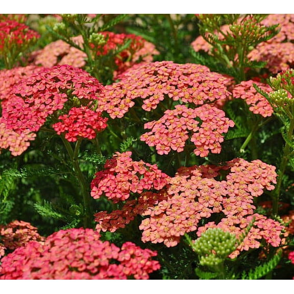 Tutti Frutti Apricot Delight Yarrow - Achillea - Sun Lover - Quart Pot