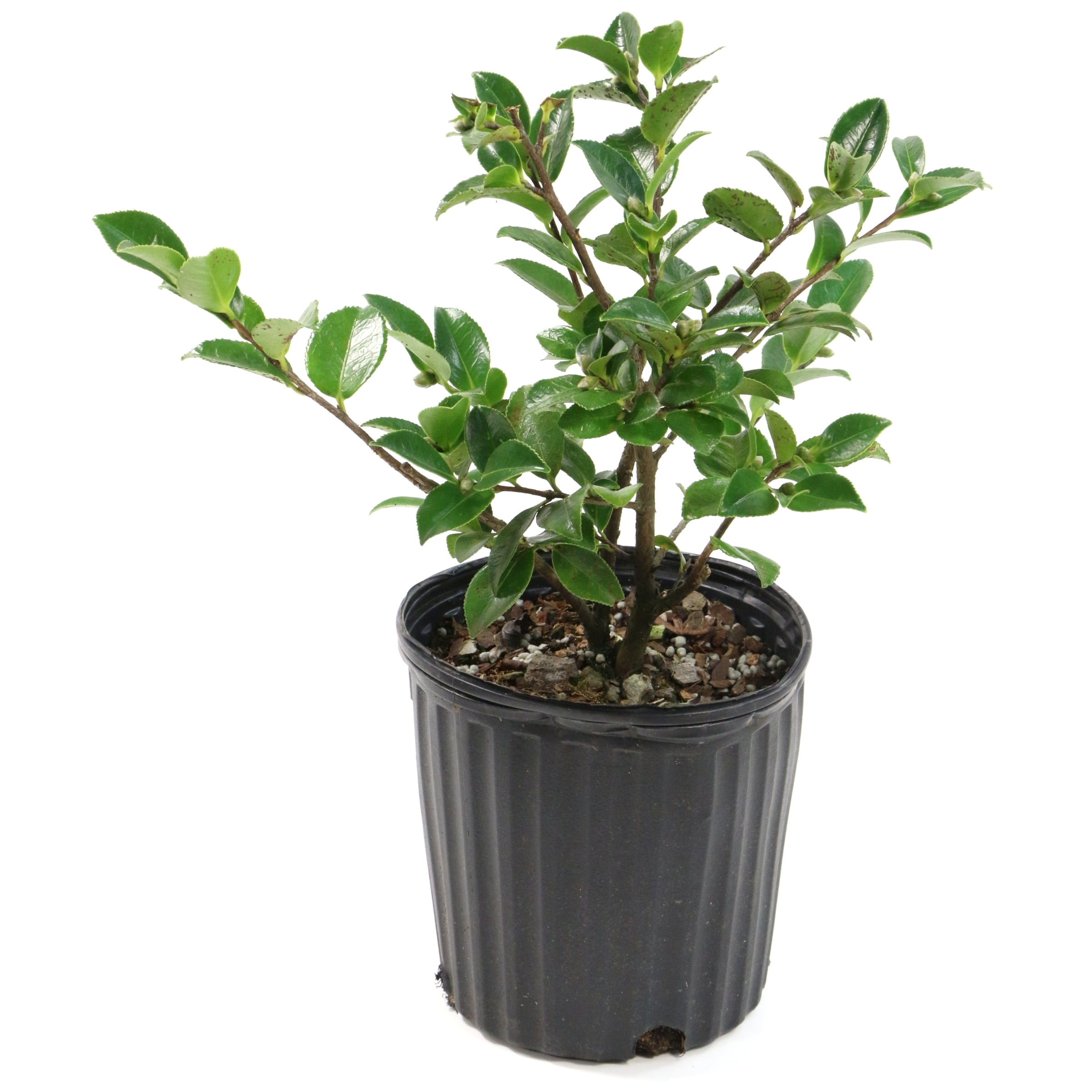 National Plant Network 3 gal. Camellia Leslie Ann Shrub with White and Pink Flowers