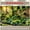 5.9x3.6Ft, variant on Plants Climbing Garden Fence Backdrop Wall Covering Suitable for Living Room, Bedroom, Office and Outdoor Decor, Perfect for Parties and Holiday Gifts Background