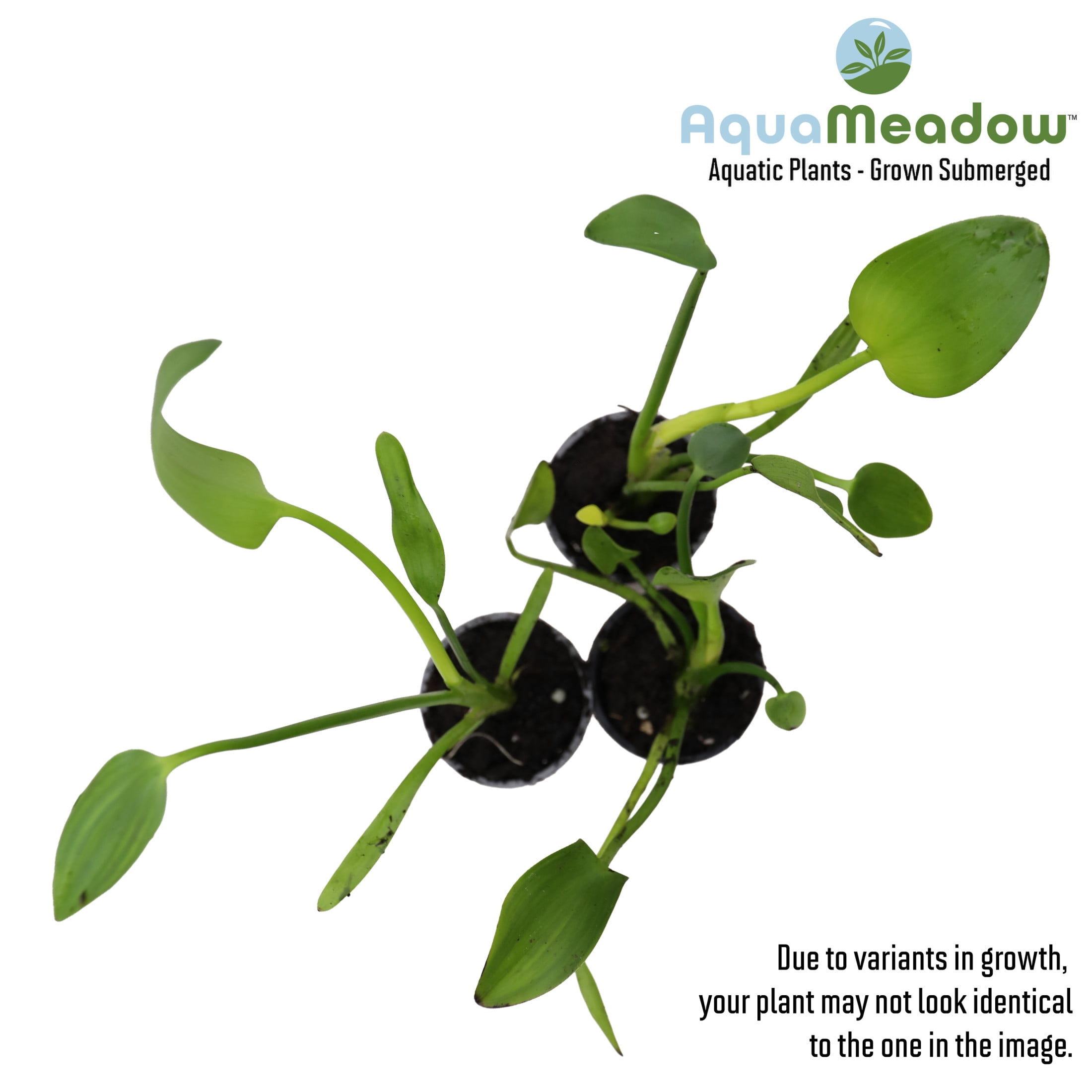 AquaMeadow Pink Pickerel Rush Plant Potted Reg 3ct