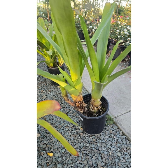 Aechmea blanchetiana in 5 Gallon - Get similar