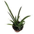 thumbnail image 2 of Surprise Moth Orchid Plant - Phalaenopsis - 4" Pot - Easy House Plant, 2 of 3