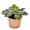thumbnail image 1 of Vickerman FE192510 9 Po. Succulente en Pot Vert, 1 of 2