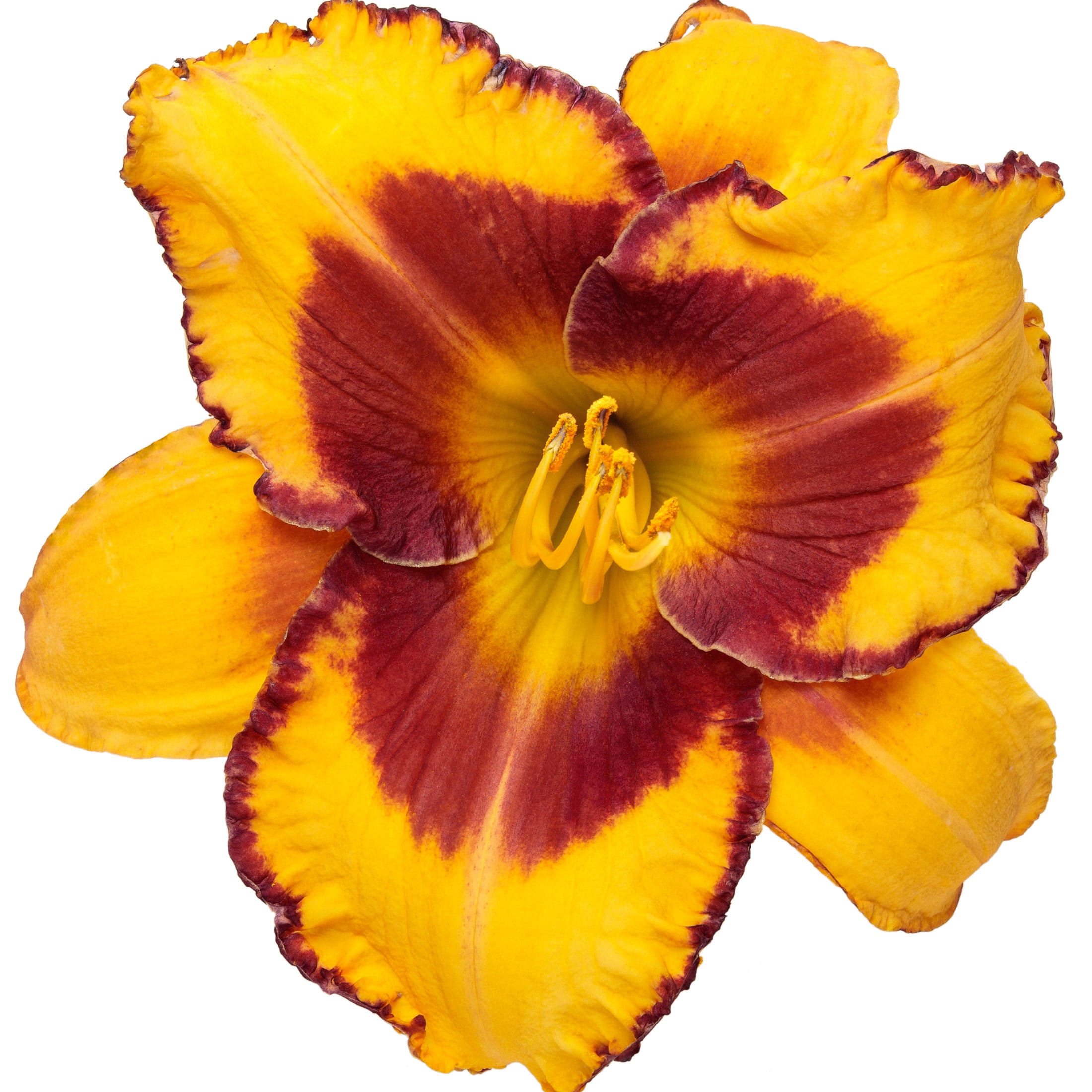 Proven Winners 6" Yellow Rainbow Rhythm 'Blazing Glory' Daylily Live Plant in 6.5" Pot