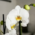 thumbnail image 2 of Just Add Ice 16-30" White and Yellow Premium Orchid Live Plant in 5" Grey Ceramic Pot, House Plant, 2 of 7