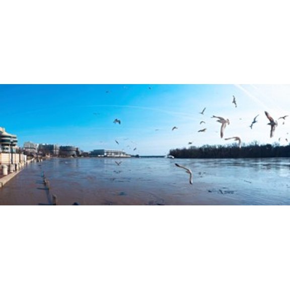 Flock of birds flying at Old Georgetown waterfront Potomac River Washington DC USA Canvas Art - Panoramic Images (30 x 13)