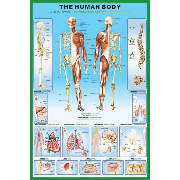 The Human Body - Anatomy Poster (Body & Descriptions & Grid) (Size: 24" X 36")