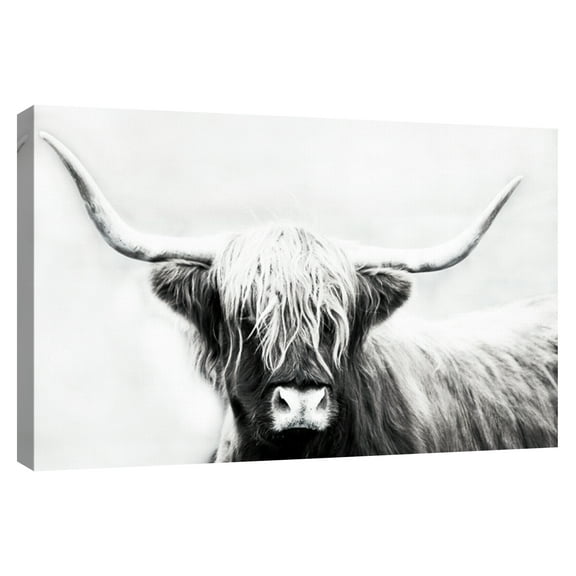 Highland Longhorn by Danita Delimont Canvas Art Print